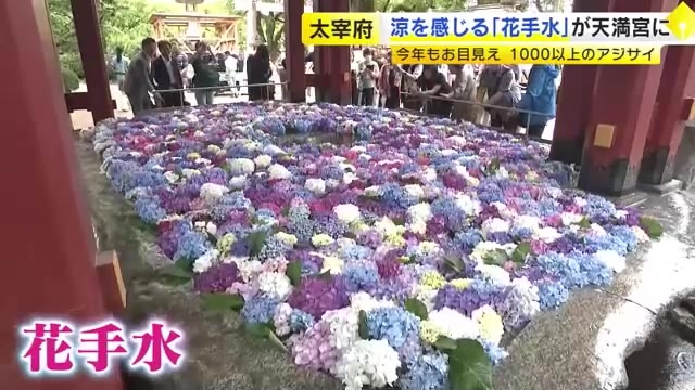 涼を感じる「花手水」　日本最大級の手洗い鉢に色とりどりのアジサイ　太宰府天満宮にお目見え　福岡